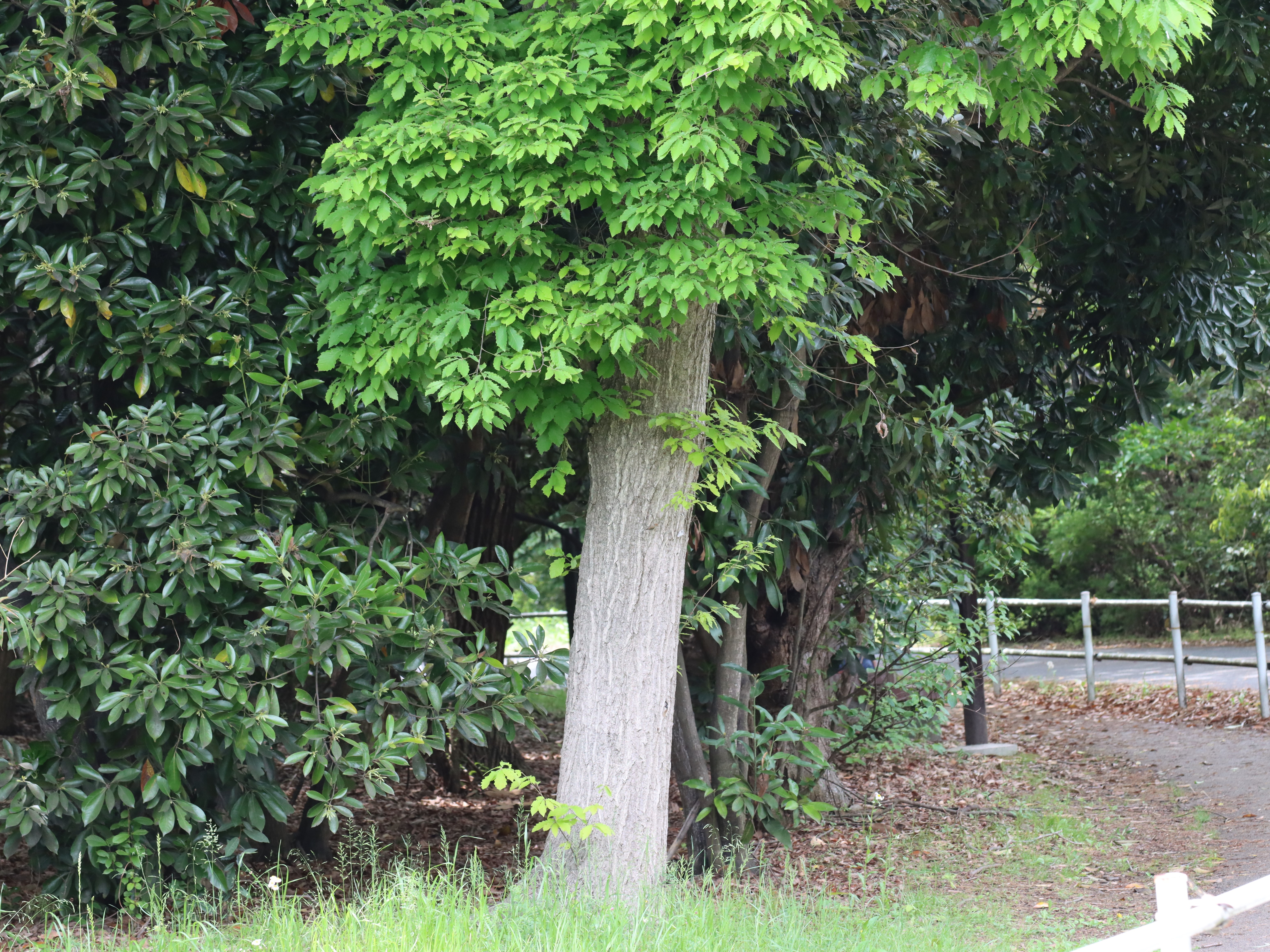 アラカシ